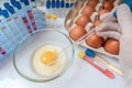 Scientist is testing eggs for germs. Food quality control. Royalty Free Stock Photo