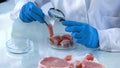 Scientist testing meat sample with magnifying glass, african swine fever virus Royalty Free Stock Photo