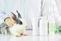 Scientist testing on rabbit animal in chemical laboratory