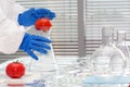 Scientist with tomatoes in lab - close up Royalty Free Stock Photo