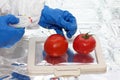 Scientist with tomatoes in lab - close up Royalty Free Stock Photo