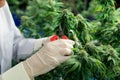 Scientist trim gratifying cannabis plant leaf with secateurs in grow facility.