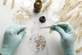 Scientist using tweezers for laboratory testing of seeds.Concept of wheat analysis Royalty Free Stock Photo