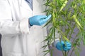 A scientist wearing gloves checking cannabis plant for research in a greenhouse.