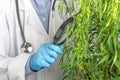 A scientist wearing gloves checking cannabis plant for research in a greenhouse.