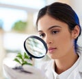 Scientist, woman and magnifying glass on plant for research, innovation or botany in medical laboratory. Science Royalty Free Stock Photo