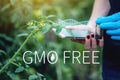 Scientist woman testing the plant for the presence of genetic modification. GMO-free organisms and products