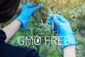 Scientist woman testing the plant for the presence of genetic modification. GMO-free organisms and products