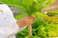 Scientist or Worker testing and collect data from lettuce organic hydroponic. Fresh vegetable at greenhouse farm Royalty Free Stock Photo