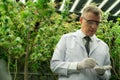 Scientist working at cannabis hemp and gratifying marijuana plantation.