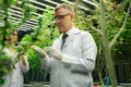 Scientist working at cannabis hemp and gratifying marijuana plantation.