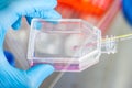 Scientist working with a cell culture flask Royalty Free Stock Photo