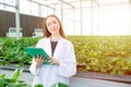 Scientist working collect data record tracking plant grow data for agriculture farm research science education Royalty Free Stock Photo