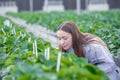 scientist working in indoor organic strawberry agriculture farm nursery plant species for medical research Royalty Free Stock Photo