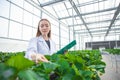 scientist working in indoor organic strawberry agriculture farm nursery plant species for medical research Royalty Free Stock Photo