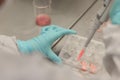 Scientist working in laboratory, microbiologis`s hand with gloves holding a pipette, preparing culture media for cell culture Royalty Free Stock Photo