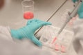 Scientist working in laboratory, microbiologis`s hand with gloves holding a pipette, preparing culture media for cell culture Royalty Free Stock Photo