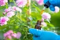 Scientists doctor holding bottle of rose herb oil plant for skin and perfume product, droplet dosing, biology and ecology