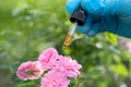 Scientists doctor holding bottle of rose herb oil plant for skin and perfume product, droplet dosing, biology and ecology