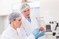 Scientists examining attentively tomato