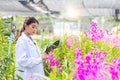 Scientists are examining flowers in orchid plots. Scientists are studying plant species in the garden. female scientist looking at Royalty Free Stock Photo