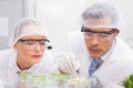 Scientists examining leafs in petri dish Royalty Free Stock Photo