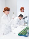 Scientists in a genetic engineering laboratory Royalty Free Stock Photo