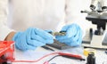 Scientists holding microchip in rubber gloves in laboratory closeup Royalty Free Stock Photo