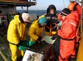 The Sea of Japan / Russia - November 30 2013: Scientists processing the sample of deepwater mud catched with the box core