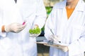 Scientists test the solution, Chemical inspection, Check freshness  at organic, hydroponic farm Royalty Free Stock Photo