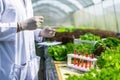 Scientists test the solution, Chemical inspection, Check freshness  at organic, hydroponic farm Royalty Free Stock Photo