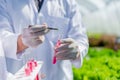 Scientists test the solution, Chemical inspection, Check freshness  at organic, hydroponic farm Royalty Free Stock Photo