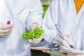 Scientists test the solution, Chemical inspection, Check freshness  at organic, hydroponic farm Royalty Free Stock Photo