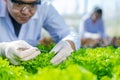 Scientists test the solution, Chemical inspection, Check freshness  at organic, hydroponic farm Royalty Free Stock Photo