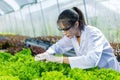 Scientists test the solution, Chemical inspection, Check freshness  at organic, hydroponic farm Royalty Free Stock Photo