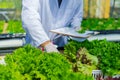 Scientists test the solution, Chemical inspection, Check freshness  at organic, hydroponic farm Royalty Free Stock Photo