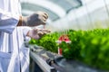 Scientists test the solution, Chemical inspection, Check freshness  at organic, hydroponic farm Royalty Free Stock Photo