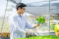 Scientists test the solution, Chemical inspection, Check freshness  at organic, hydroponic farm Royalty Free Stock Photo