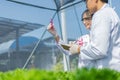 Scientists test the solution, Chemical inspection, Check freshness  at organic, hydroponic farm Royalty Free Stock Photo