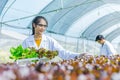 Scientists test the solution, Chemical inspection, Check freshness  at organic, hydroponic farm Royalty Free Stock Photo