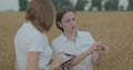 Scientists working in field with agriculture technology. Close up of woman hand touching tablet pc in wheat stalks