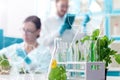 Scientists working with plants at modern laboratory Royalty Free Stock Photo