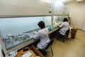 Scientists works in a laminar box. Preparation of micro plants for cloning in vitro