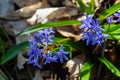 Scilla bifolia, the alpine squill or two-leaf squill, is a herbaceous perennial plant of the family Asparagaceae. Art photo of the