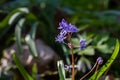 Scilla bifolia, the alpine squill or two-leaf squill, is a herbaceous perennial plant of the family Asparagaceae. Art photo of the