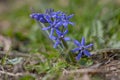 Scilla bifolia alpine two-leaf squill early spring bulbous flowers in bloom, small beautiful blue flowering plant Royalty Free Stock Photo
