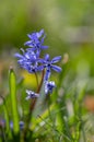 Scilla bifolia alpine two-leaf squill early spring bulbous flowers in bloom, small beautiful blue flowering plant Royalty Free Stock Photo