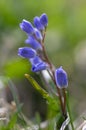 Scilla bifolia alpine two-leaf squill early spring bulbous flowers in bloom, small beautiful blue flowering plant Royalty Free Stock Photo