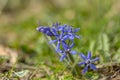 Scilla bifolia alpine two-leaf squill early spring bulbous flowers in bloom, small beautiful blue flowering plant Royalty Free Stock Photo