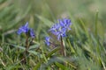 Scilla bifolia alpine two-leaf squill early spring bulbous flowers in bloom, small beautiful blue flowering plant Royalty Free Stock Photo